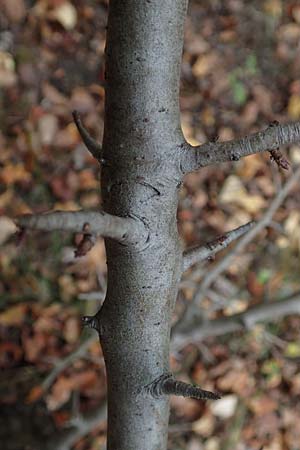 Malus sylvestris \ Holz-Apfel, Wild-Apfel / Crab Apple, D Mannheim 4.10.2017