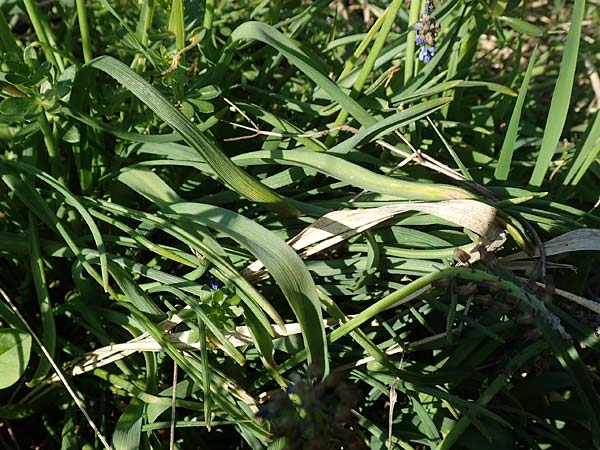 Muscari aucheri \ Auchers Traubenhyazinthe, D Laudenbach an der Bergstraße 17.4.2018