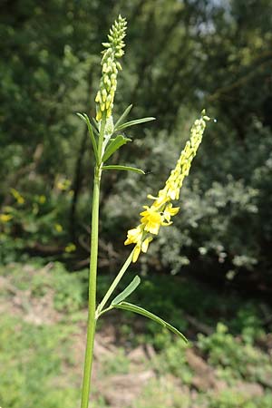 Melilotus altissimus \ Hoher Steinklee, Hoher Honigklee / Tall Melilot, D Philippsburg 7.7.2018