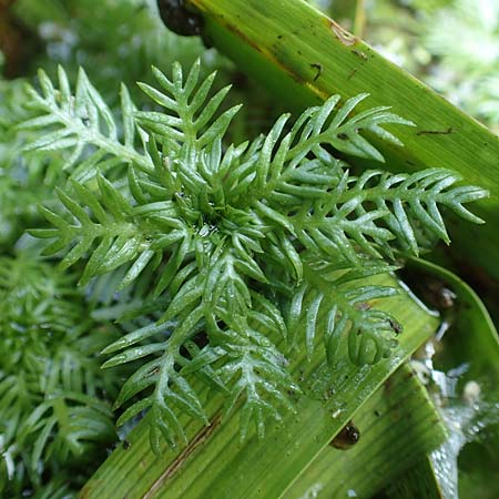 Myriophyllum aquaticum \ Brasilianisches Tausendblatt, Papageienfeder, D Hofheim 5.9.2018