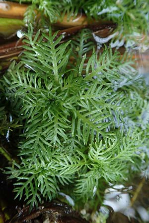 Myriophyllum aquaticum \ Brasilianisches Tausendblatt, Papageienfeder / Parrot Feather Water Milfoil, D Hofheim/Ts. 5.9.2018