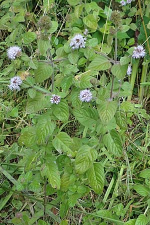 Mentha aquatica \ Wasser-Minze / Water Mint, D Hofheim/Ts. 5.9.2018