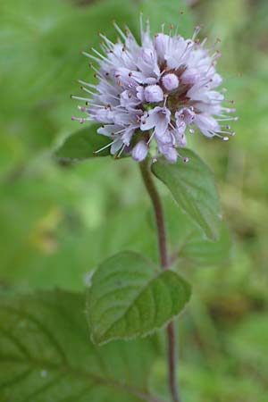 Mentha aquatica \ Wasser-Minze / Water Mint, D Hofheim/Ts. 5.9.2018