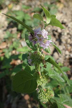 Mentha arvensis \ Acker-Minze / Corn Mint, D Dossenheim 30.9.2018