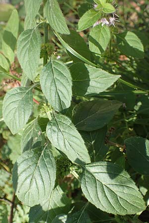 Mentha arvensis \ Acker-Minze / Corn Mint, D Dossenheim 30.9.2018