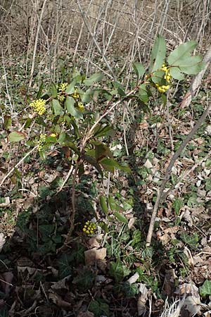 Mahonia aquifolium \ Gewhnliche Mahonie / Shining Oregon Grape, Tall Oregon Grape, D Römerberg 13.3.2019