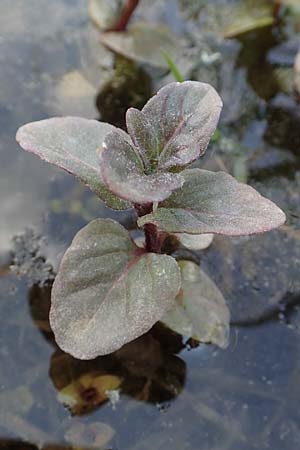 Mentha aquatica / Water Mint, D Neuleiningen 14.5.2020