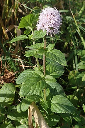 Mentha aquatica \ Wasser-Minze, D Brandenburg, Havelaue-Gülpe 17.9.2020