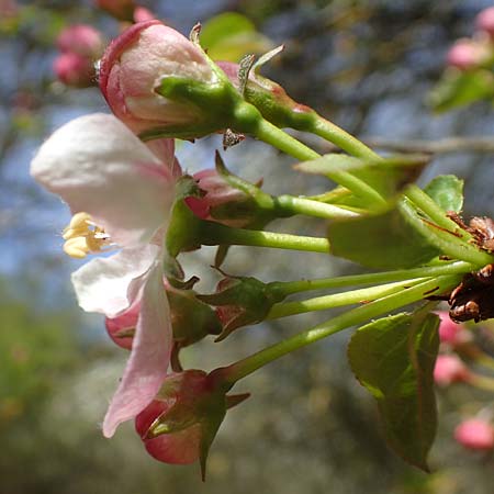 Malus domestica / Apple, D Neuleiningen 22.4.2021