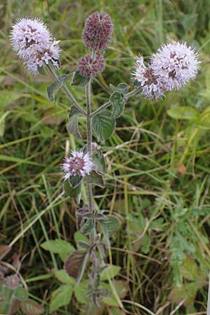 Mentha aquatica \ Wasser-Minze / Water Mint, D Neuleiningen 26.8.2021