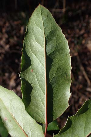 Mahonia aquifolium \ Gewhnliche Mahonie / Shining Oregon Grape, Tall Oregon Grape, D Mannheim 13.2.2022