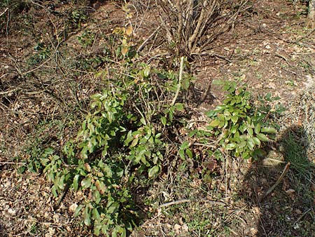 Mahonia aquifolium \ Gewhnliche Mahonie / Shining Oregon Grape, Tall Oregon Grape, D Mannheim 1.3.2022