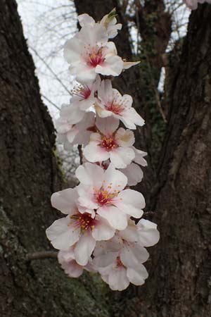 Prunus dulcis \ Mandel / Almond, D Freinsheim 16.3.2022