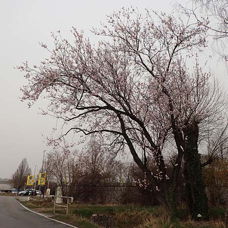 Prunus dulcis \ Mandel, D Freinsheim 16.3.2022