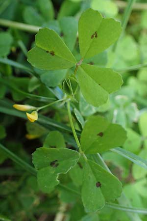 Medicago arabica \ Arabischer Schneckenklee / Spotted Medick, D Mannheim 19.5.2023