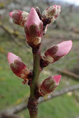 Prunus dulcis \ Mandel, D Wachenheim 25.2.2024