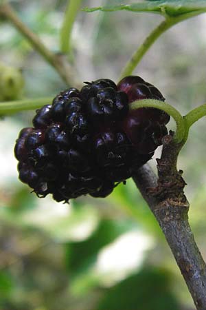 Morus nigra \ Schwarzer Maulbeerbaum / Common Mulberry, D Sandhausen 2.7.2015