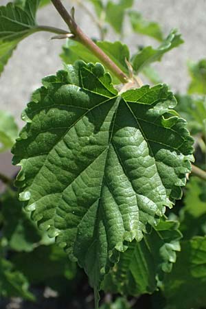 Morus alba \ Weier Maulbeerbaum / Chinese White Mulberry, D Mannheim 10.9.2023