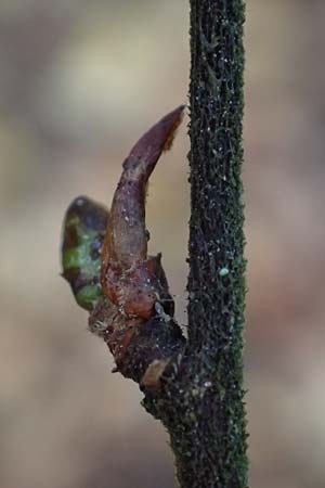 Betula pubescens / Downy Birch, D Odenwald, Mossautal 14.10.2023