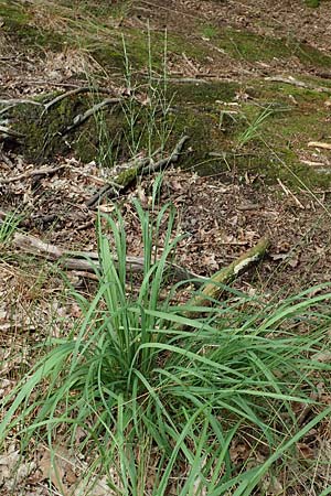 Molinia caerulea \ Pfeifengras / Moor Grass, D Darmstadt 15.7.2017