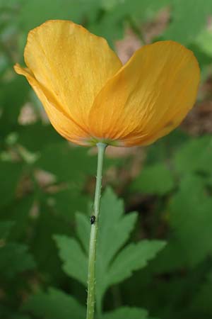 Meconopsis cambrica \ Gelber Schein-Mohn, D Schriesheim-Altenbach 8.6.2023