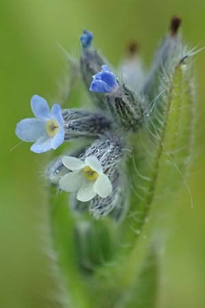 Myosotis dubia \ Kleines Buntes Vergissmeinnicht / Small Changing Forget-me-not, D Rödermark 13.5.2017