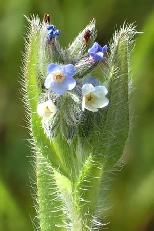 Myosotis dubia \ Kleines Buntes Vergissmeinnicht / Small Changing Forget-me-not, D Rödermark 13.5.2017