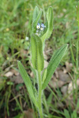 Myosotis dubia \ Kleines Buntes Vergissmeinnicht / Small Changing Forget-me-not, D Rödermark 13.5.2017