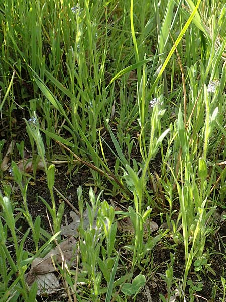 Myosotis dubia \ Kleines Buntes Vergissmeinnicht, D Rödermark 13.5.2017