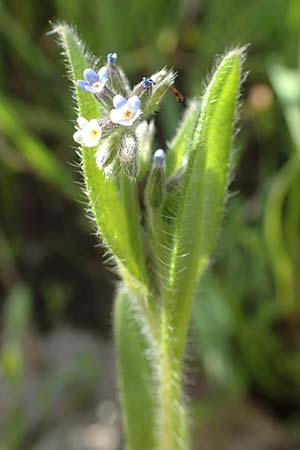 Myosotis dubia \ Kleines Buntes Vergissmeinnicht / Small Changing Forget-me-not, D Rödermark 13.5.2017