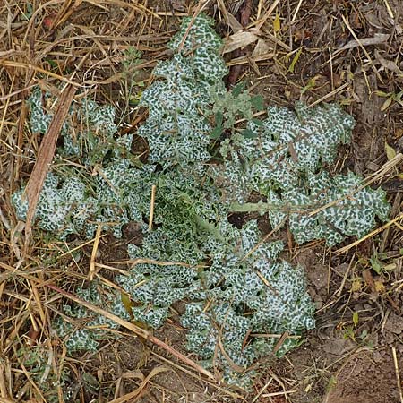 Silybum marianum \ Marien-Distel / Milk Thistle, D Hemsbach 10.11.2018