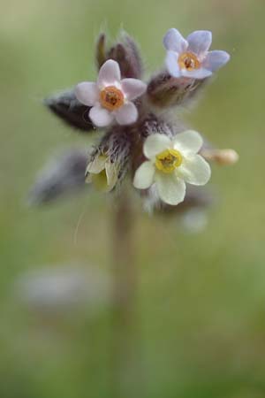 Myosotis discolor \ Buntes Vergissmeinnicht, Gelbes Vergissmeinnicht / Changing Forget-me-not, D Herborn 25.4.2019