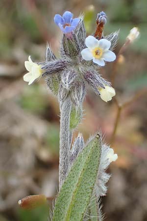 Myosotis discolor \ Buntes Vergissmeinnicht, Gelbes Vergissmeinnicht / Changing Forget-me-not, D Herborn 25.4.2019