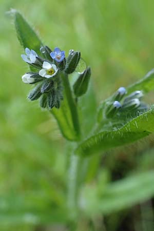 Myosotis dubia \ Kleines Buntes Vergissmeinnicht, D Dietzenbach 19.5.2019