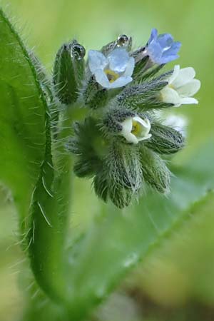 Myosotis dubia \ Kleines Buntes Vergissmeinnicht / Small Changing Forget-me-not, D Dietzenbach 19.5.2019