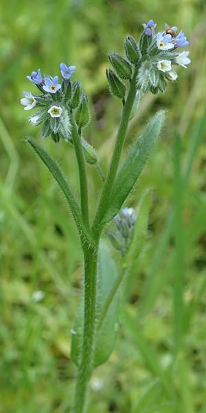 Myosotis dubia \ Kleines Buntes Vergissmeinnicht, D Dietzenbach 19.5.2019