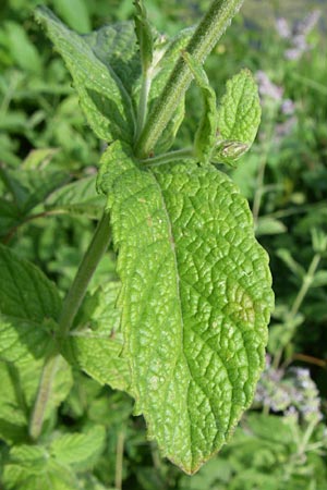 Mentha x rotundifolia \ Kleinblttrige Minze, D Karlsruhe 31.7.2008