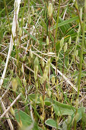 Moenchia erecta \ Aufrechte Weimiere / Upright Chickweed, D Herborn 16.5.2015