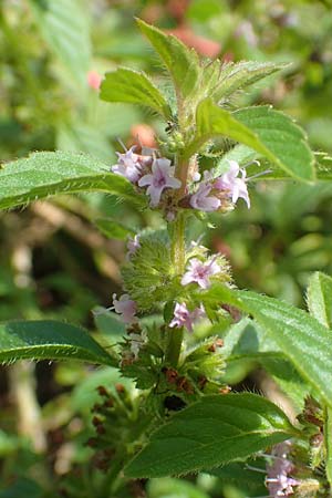 Mentha arvensis x pulegium ? \ Minzen-HybrideMinze / Hybrid Mint, D Mannheim 20.9.2015