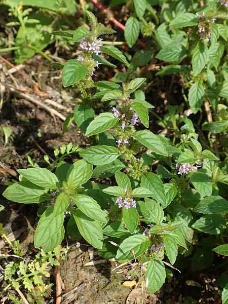 Mentha arvensis x pulegium ? \ Minzen-HybrideMinze / Hybrid Mint, D Mannheim 20.9.2015