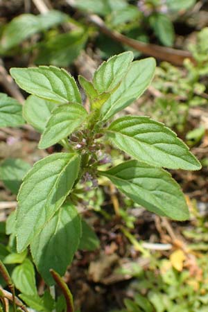 Mentha arvensis x pulegium ? \ Minzen-HybrideMinze / Hybrid Mint, D Mannheim 20.9.2015