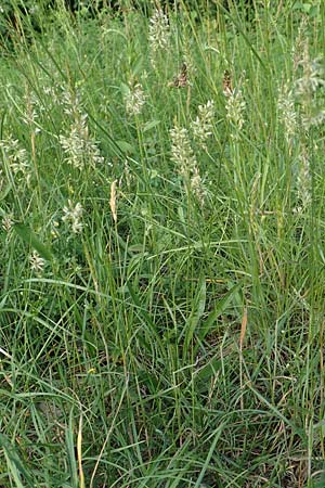 Koeleria macrantha \ Zierliches Schillergras, Steppen-Kammschmiele, D Zienken 5.6.2018