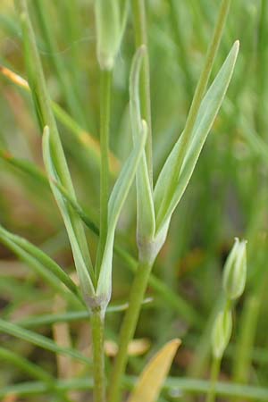 Moenchia erecta / Upright Chickweed, D Herborn 25.4.2019