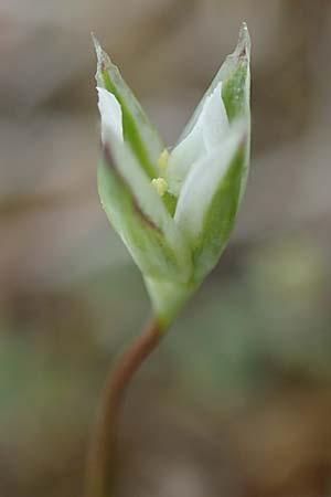 Moenchia erecta / Upright Chickweed, D Herborn 25.4.2019