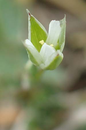 Moenchia erecta \ Aufrechte Weimiere / Upright Chickweed, D Herborn 25.4.2019