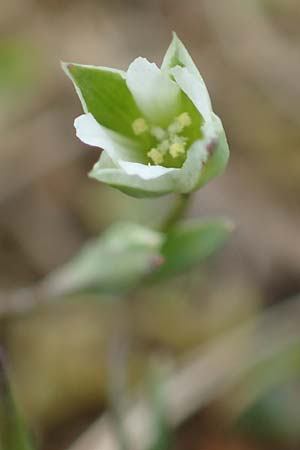 Moenchia erecta \ Aufrechte Weimiere, D Herborn 25.4.2019