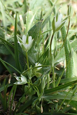 Moenchia erecta \ Aufrechte Weimiere / Upright Chickweed, D Herborn 25.4.2019