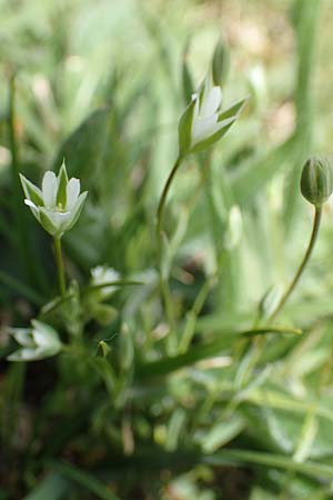 Moenchia erecta \ Aufrechte Weimiere / Upright Chickweed, D Herborn 25.4.2019