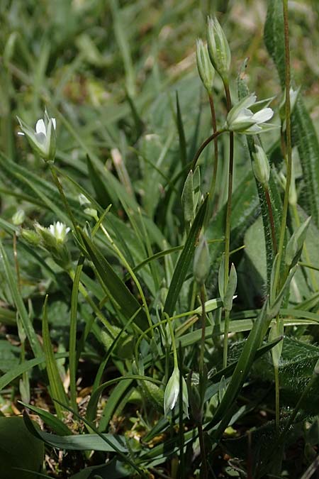 Moenchia erecta \ Aufrechte Weimiere, D Herborn 25.4.2019