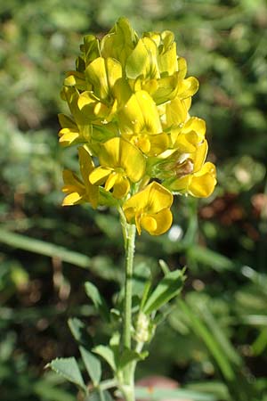 Medicago x varia \ Bastard-Luzerne / Sand Lucerne, D Sachsen-Anhalt, Havelberg 18.9.2020